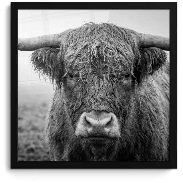 FrameYourWall Poster in lijst - Fotolijst 40x40 cm - Posters - Schotse hooglander - Zwart - Wit - Gras - Posterlijst zwart - Decoratie - Wanddecoratie woonkamer - Muurdecoratie slaapkamer
