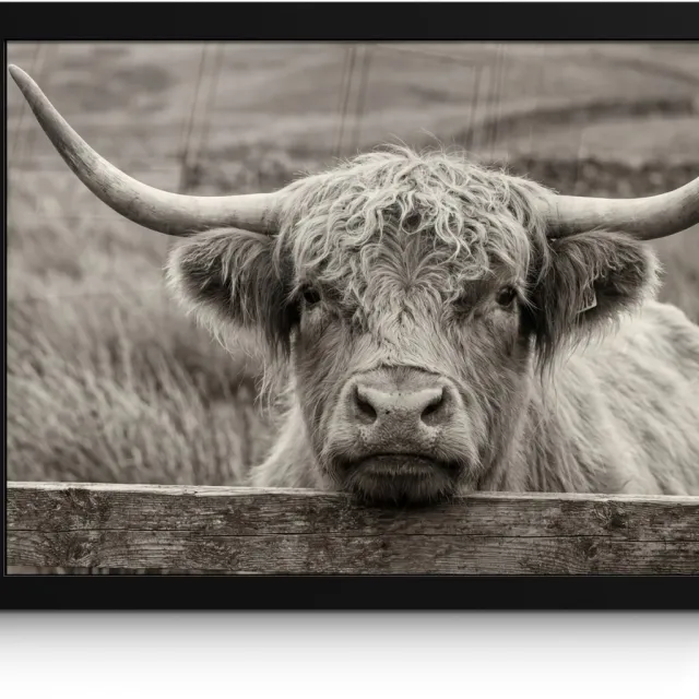 FrameYourWall Poster in lijst - Fotolijst 40x30 cm - Posters - Schotse hooglander - Zwart - Wit - Hout - Posterlijst zwart - Decoratie - Wanddecoratie woonkamer - Muurdecoratie slaapkamer