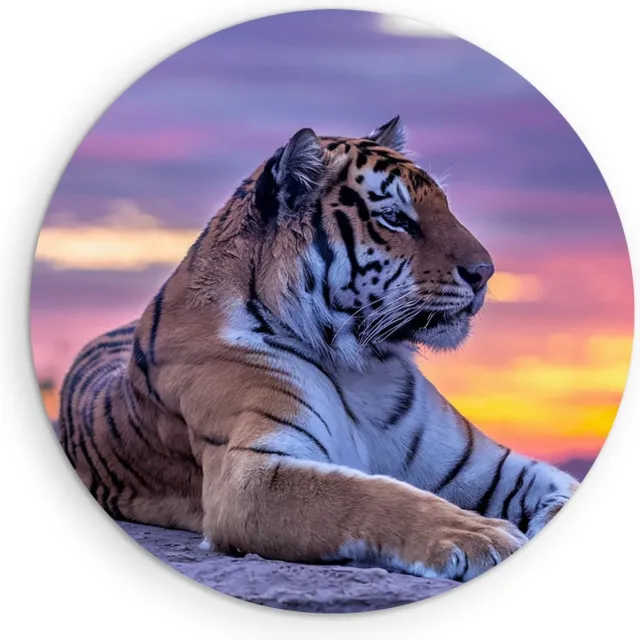 Saammp Forex Muurcirkel - Tijger op steen tijdens zonsondergang - Natuur - Dieren - Ø 90 - Wandcirkel - Wanddecoratie Cirkel - muurdecoratie Woonkamer - Slaapkamer decoratie - Rond Schilderij