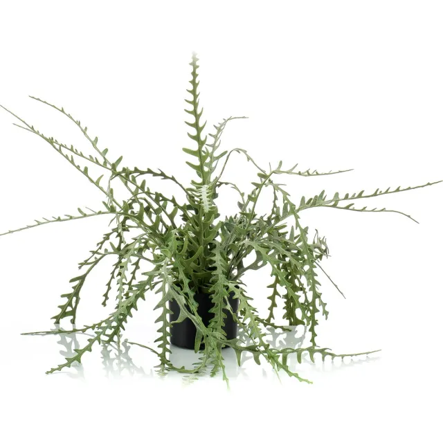 Emerald Woonexpress - Kunstplant Epiphyllum Groen - Polyester Groen - 50x0x0cm (hxbxd)