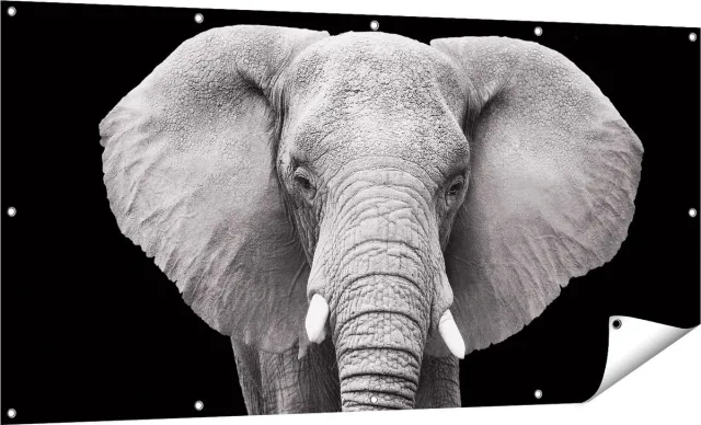 Gards Tuinposter Olifant - Zwart Wit - 160x80 cm - Tuindoek - Tuindecoratie - Wanddecoratie buiten - Tuinschilderij Multikleur