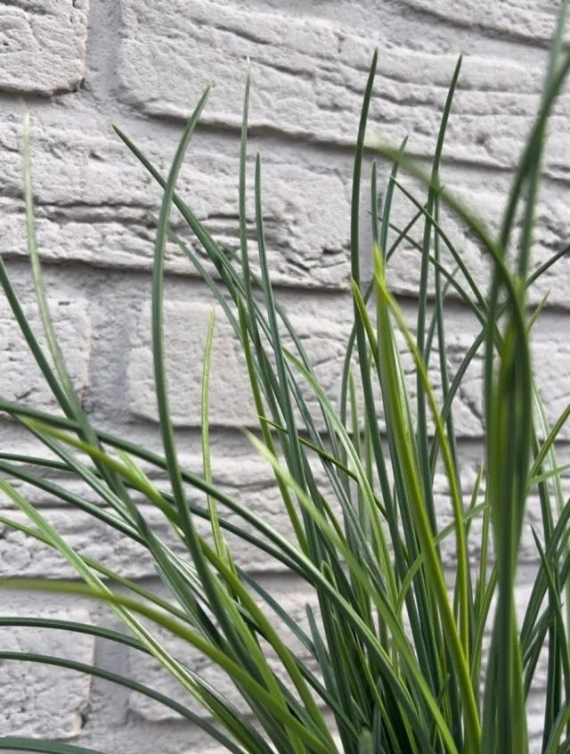 LeopoldFlora Kunststof grasplant boeket 40 cm UV groen