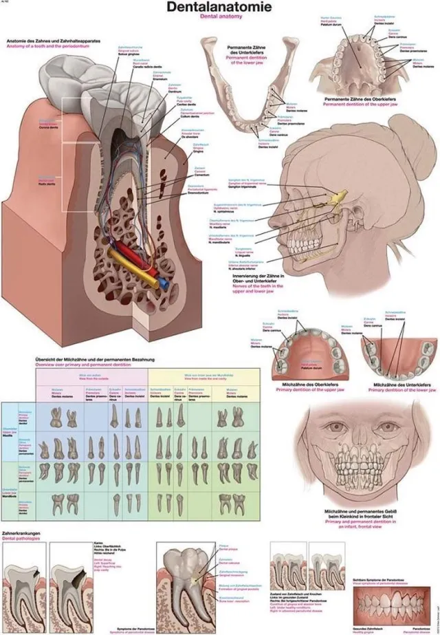 Erler-Zimmer Het menselijk lichaam - anatomie poster gebit en tanden (papier, 50x70 cm) + ophangsysteem NVT