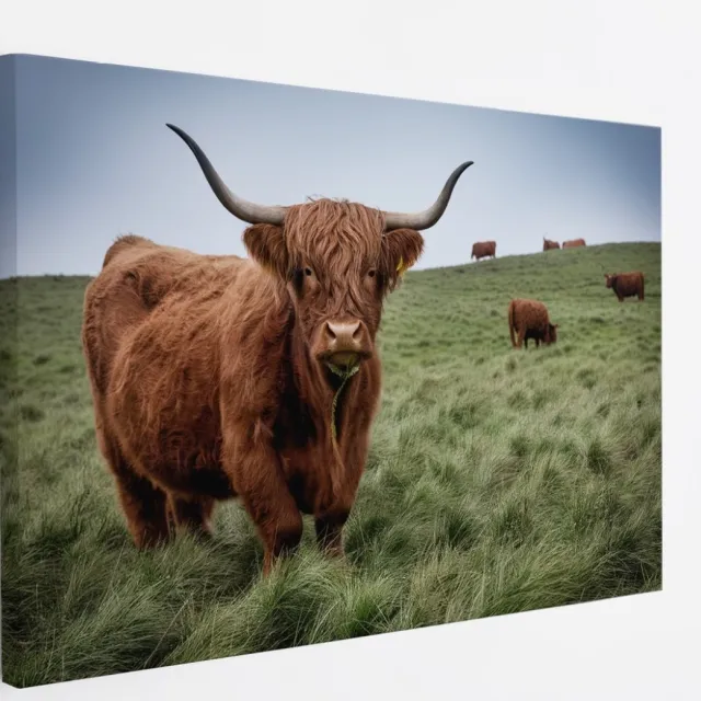 Saammp Canvas Schilderij - Schotse Hooglander Koe Familie in het gras - Dieren - Natuur - 50x40 - Foto op canvas - Wanddecoratie - muurdecoratie Woonkamer - Slaapkamer decoratie - Canvas Print Multicolor