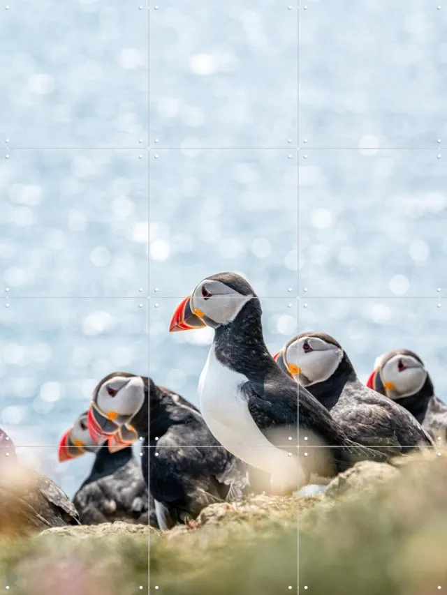 IXXI Puffins, Henrike Schenk - 60 x 80 cm - Grote wanddecoratie en posters - Naturalisme, Fotografie, Kleurrijk, Woonkamer, Zeelandschappen & Kust Zwart