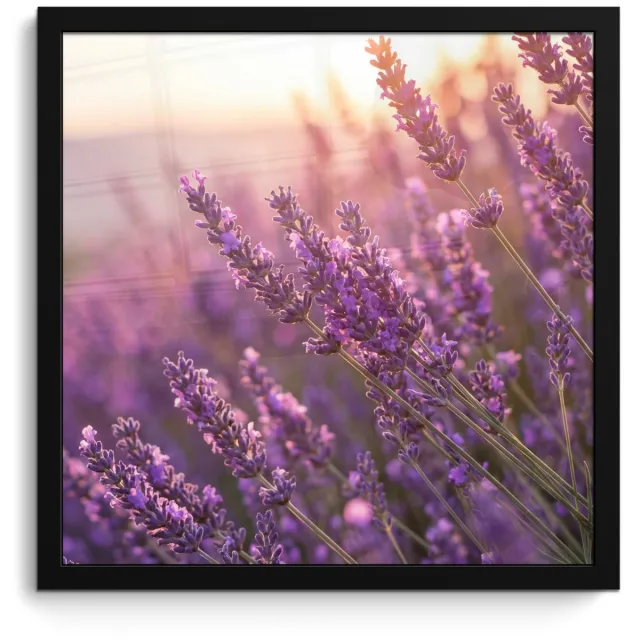 FrameYourWall Poster in lijst - Fotolijst 40x40 cm - Posters - Lavendel - Paars - Zonlicht - Posterlijst zwart - Decoratie - Wanddecoratie woonkamer - Muurdecoratie slaapkamer