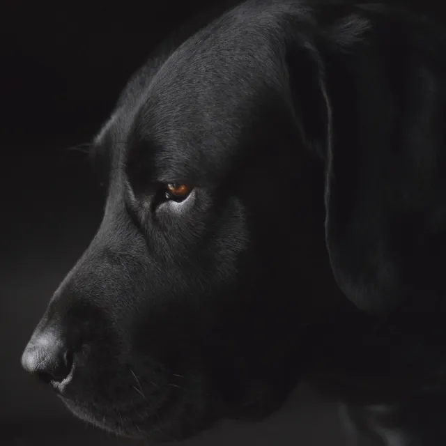 WANDKRAFT Schilderij - labrador - hond - Collectie faces - Dibond wit - 74x74cm Black-White