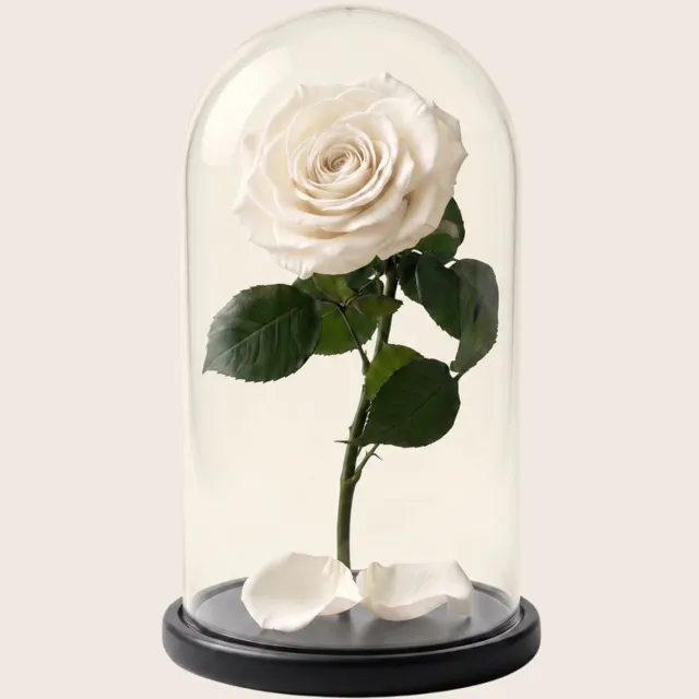 RoseAmor Longlife Roos onder Glazen Stolp 27 cm – Echte Houdbare Roos – Ivoorwit – Cadeau voor Haar