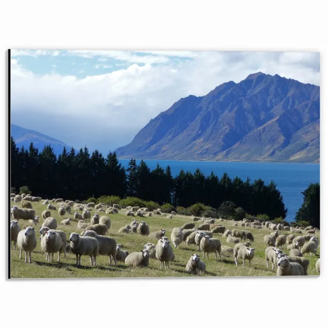 KuijsFotoprint Dibond - Schapen in de Bergen - 40x30cm Foto op Aluminium (Wanddecoratie van metaal) Blauw