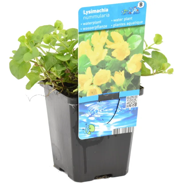 Bloomique Lysimachia Nummularia - Penningkruid - Vijverplanten - Waterplanten - Winterhard - Hoogte 10-20 cm - Pot 9 cm 1x Kweekpot