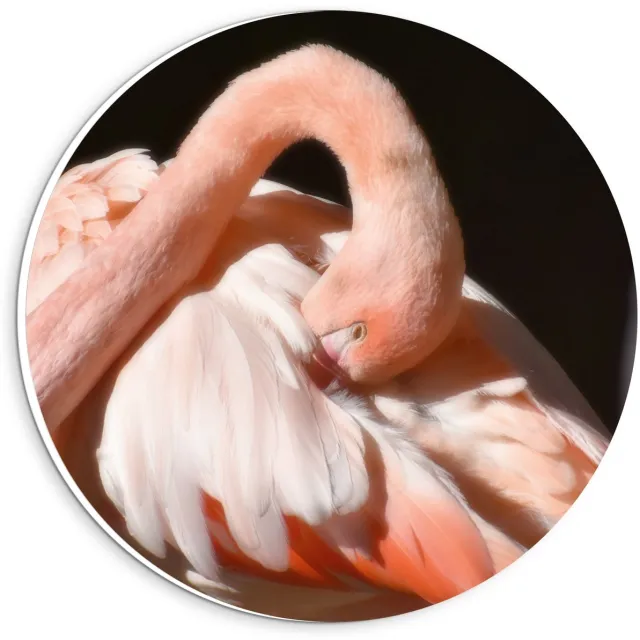 KuijsFotoprint Schilderij - Flamingo Met Donkere Achtergrond - Zwart En Roze - 20 X 20 Cm