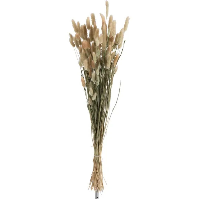 J-Line droogbloemen - Bundel Hazenstaart - riet - naturel