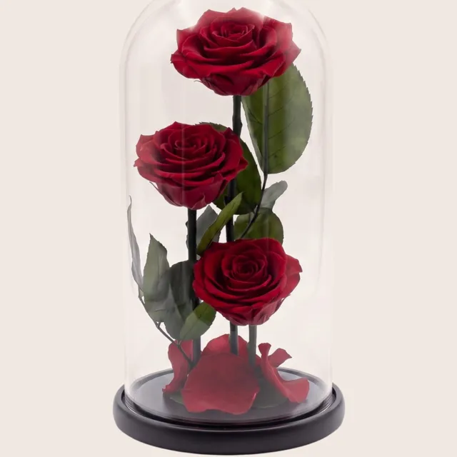 RoseAmor 3 Longlife Rozen onder Glazen Stolp 27 cm – Echte Houdbare Rozen – Rood – Cadeau voor Haar