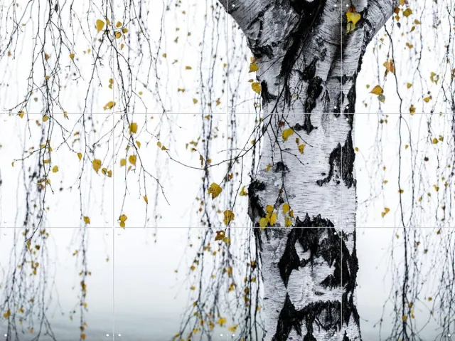 IXXI Birch Tree, Mareike Böhmer - 80 x 60 cm - Grote wanddecoratie en posters - Minimalisme, Fotografie, Woonkamer, Slaapkamer, Natuur, Bomen Zwart en wit / Wit