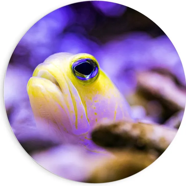 KuijsFotoprint Schilderij - Gele Vis Met Paarse Achtergrond - Zwart, Geel En Paars - 90 X 90 Cm