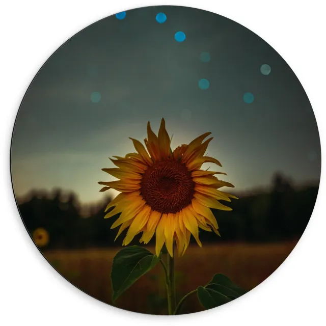 KuijsFotoprint Dibond Wandcirkel - Zonnebloem in de Nacht - 60x60cm Foto op Aluminium Wandcirkel (met ophangsysteem) Blauw