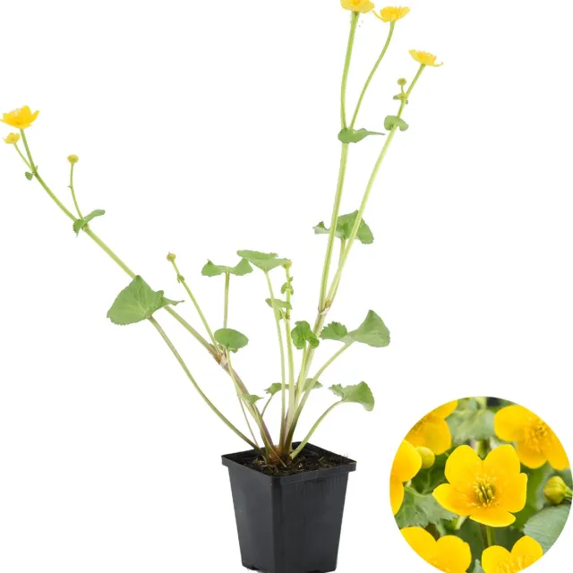 Bloomique Caltha Palustris - Dotterbloem - Vijverplanten - Winterhard - Hoogte 15-25 cm - Pot 9 cm 1x Kweekpot