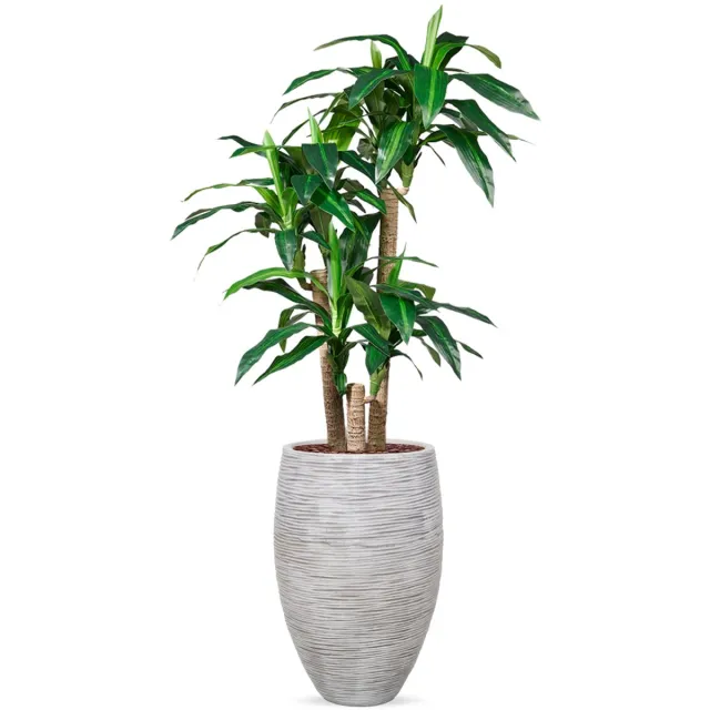 HTT Decorations Kunstplant Dracaena fragans in Vaas elegant Rib ivoor H155 cm