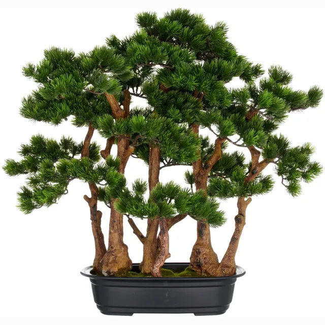 Kopu dennen Bonsai Circa 60 X 60 cm - In Een Zwarte Plastic Pot Groen