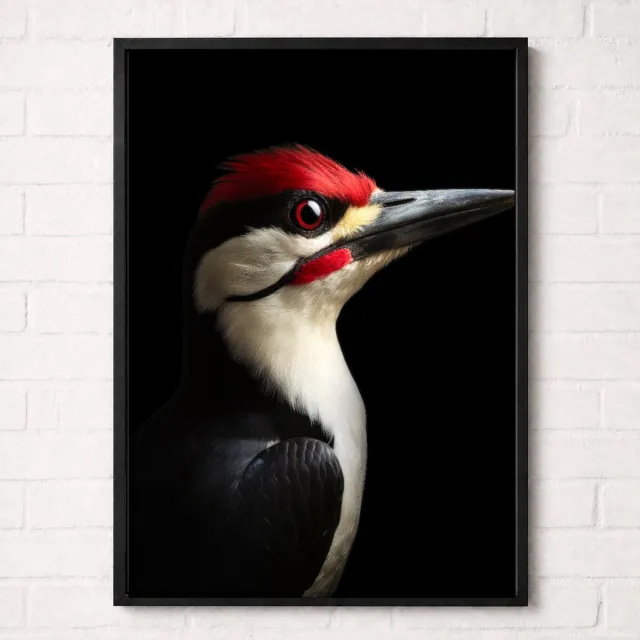 Kleurmedia Specht Poster - Vogelportretten Collectie - Dieren Posters - A1+ 61 x 91,5 cm Zwart