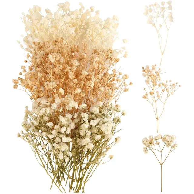 Famanu Set van 100 gedroogde nevelbloemen voor kunst en decoratie