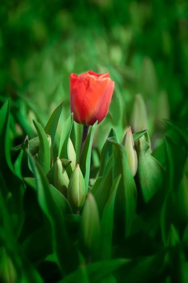 Alex F Fotografie Foto op Canvas, Tulp 006 (80x120cm staand) Multi colour