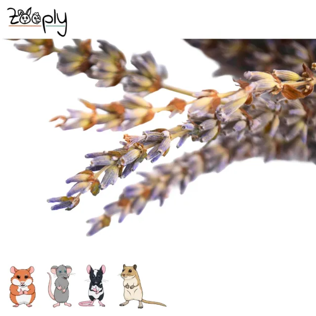 Zooply Lavendel - 70 gram - in koker