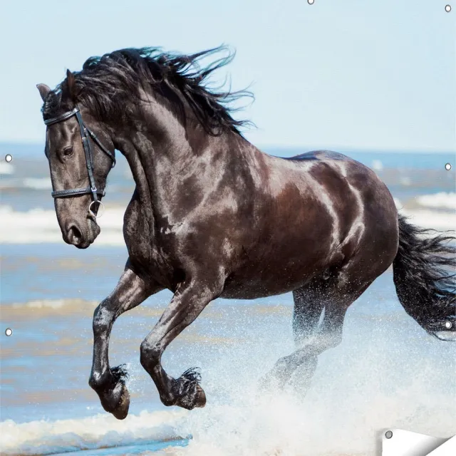 Gards Tuinposter Zwart Paard in het Water - 120x120 cm - Tuindoek - Tuindecoratie - Wanddecoratie buiten - Tuinschilderij Multikleur