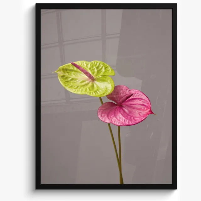 FrameYourWall Poster in lijst - Fotolijst 50x70 cm - Posters - Planten - Anthurium - Groen - Roze - Posterlijst zwart - Decoratie - Wanddecoratie woonkamer - Muurdecoratie slaapkamer