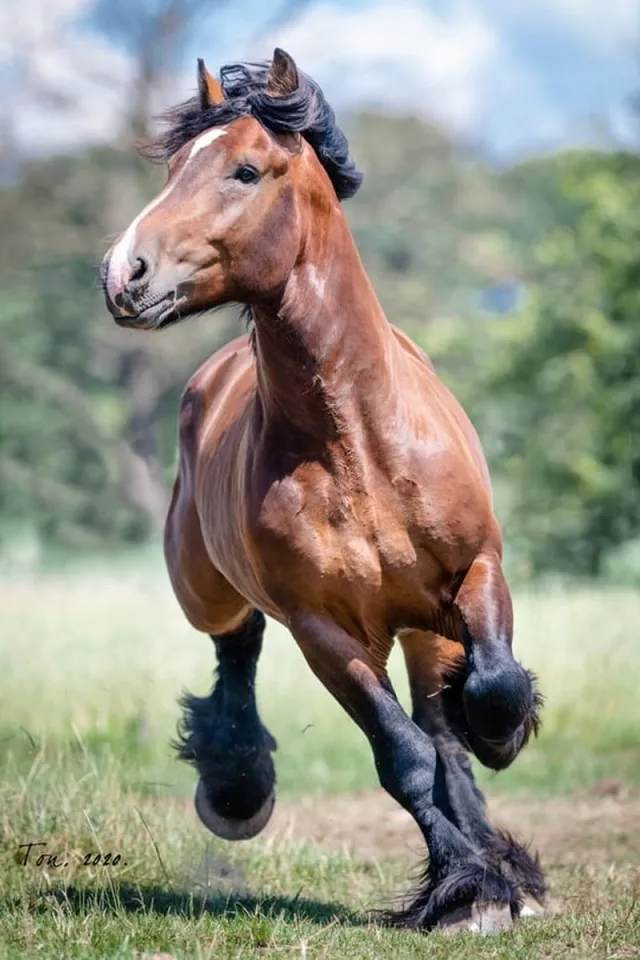 Passion For Art Trekpaarden TW19 - Poster - Ton van der Weerden - 40 x 60 cm kleur