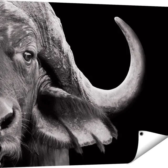 Gards Tuinposter Buffel - Buffelkop - Zwart Wit - 100x80 cm - Tuindoek - Tuindecoratie - Wanddecoratie buiten - Tuinschilderij Multikleur
