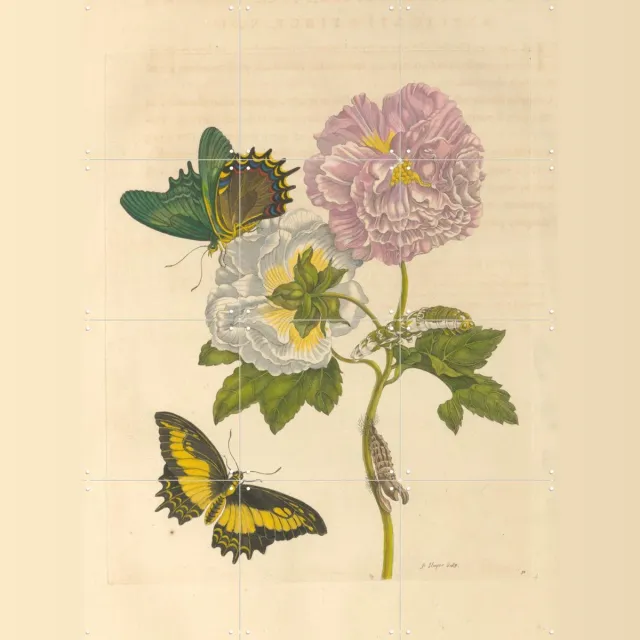 IXXI Insects Of Surinam, Rijksmuseum - 60 x 80 cm - Grote wanddecoratie en posters - Realisme, Vintage, Naturalisme, Kleurrijk, Trap, Studeerkamer Roze / Geel / Groen