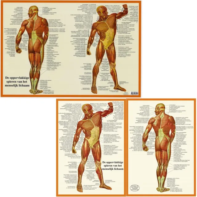 van Baarle Het menselijk lichaam - anatomie posters spieren (Nederlands, gelamineerd, A2 + A4) nvt
