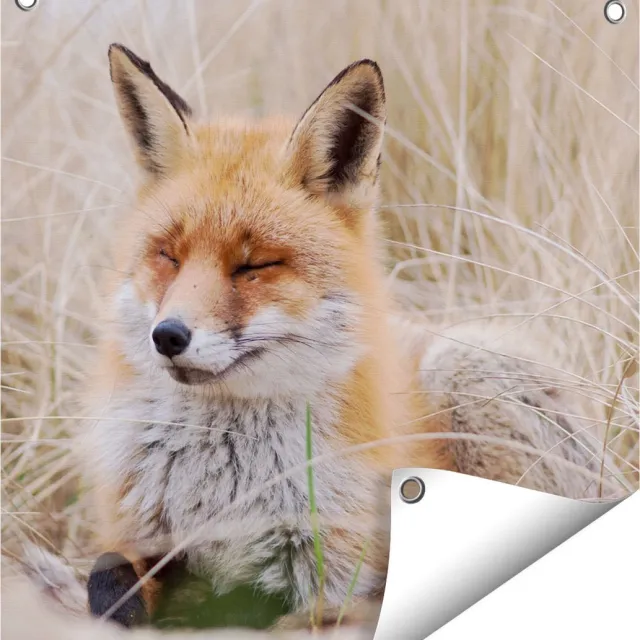 Gards Tuinposter Vos in de Duinen - 50x50 cm - Tuindoek - Tuindecoratie - Wanddecoratie buiten - Tuinschilderij Multikleur