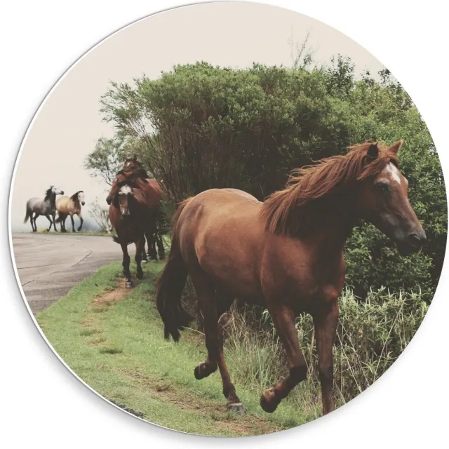 KuijsFotoprint Forex Wandcirkel - Dravende Paarden op Bergweg - 30x30cm Foto op Wandcirkel (met ophangsysteem) Groen