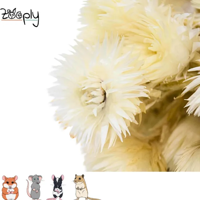 Zooply Strobloem - Wit - 70 gram - in koker