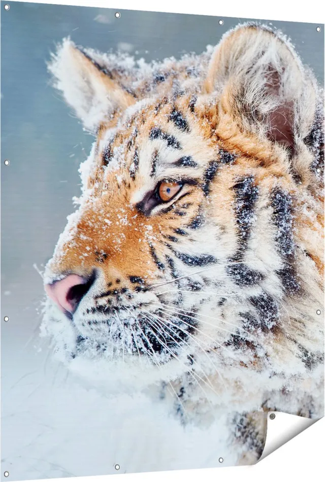 Gards Tuinposter Tijger tijdens de Sneeuw - 120x150 cm - Tuindoek - Tuindecoratie - Wanddecoratie buiten - Tuinschilderij Multikleur