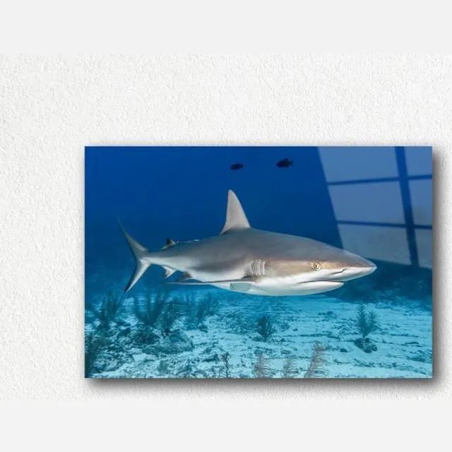 Myfinto Indoorart - Glasschilderij rifhaai 120x80 CM - Afbeelding op plexiglas - Inclusief montagemateriaal blauw