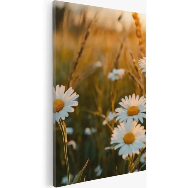 Saammp Canvas Schilderij - Natuur - Madelief - landschap - 30x40 - Foto op canvas - Wanddecoratie - Muurdecoratie Woonkamer - Slaapkamer decoratie - Canvas Print Multicolor