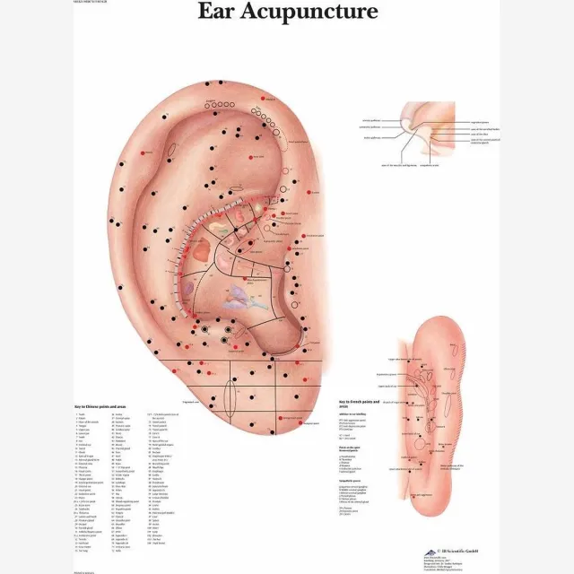 3B Scientific Het menselijk lichaam poster - Ooracupunctuur poster (gelamineerd, 50x67 cm)