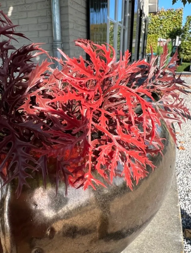 LeopoldFlora Ming Aralia burgundy tak 50cm UV Groen