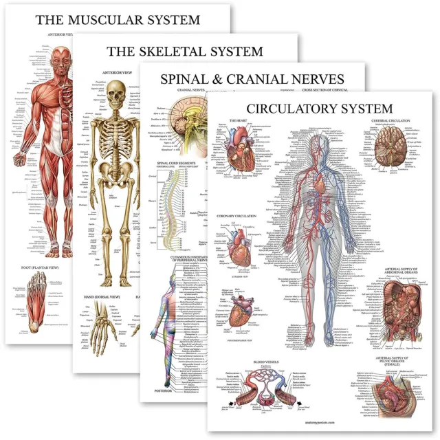 Duraxl Anatomie poster - Set van 4 - Gelamineerd - 45,7 x 68,6 cm Neutraal