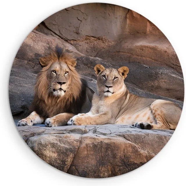 Saammp Forex Muurcirkel - Leeuw en Leeuwin op Rotsen - Dieren - Natuur - Ø 50 - Wandcirkel - Wanddecoratie Cirkel - Muurdecoratie Woonkamer - Slaapkamer decoratie - Rond Schilderij