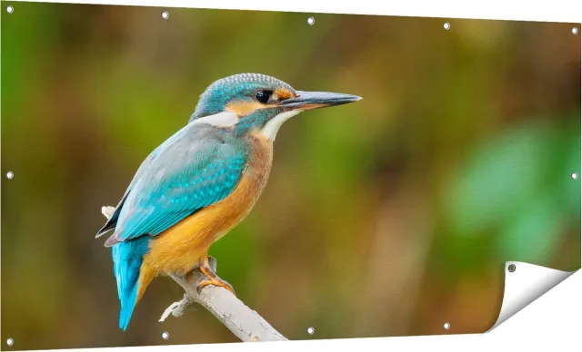 Gards Tuinposter Blauwe IJsvogel op een Tak - 160x80 cm - Tuindoek - Tuindecoratie - Wanddecoratie buiten - Tuinschilderij Multikleur