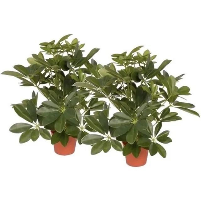 Bellatio Flowers & Plants 2 Stuks kunstplanten Schefflera struik van 55 cm - groene kunstplanten/nepplanten kamerplanten