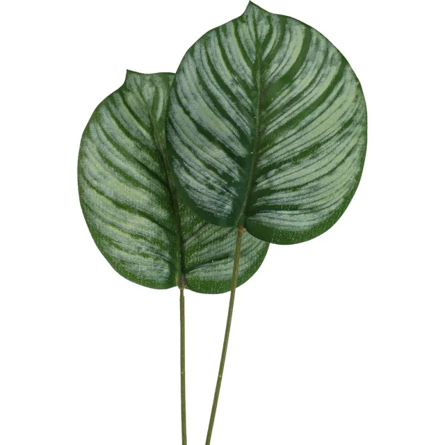 Innovation of Green GmbH Calathea Kunstmand Marante Kunstplanten Groen 51cm groente
