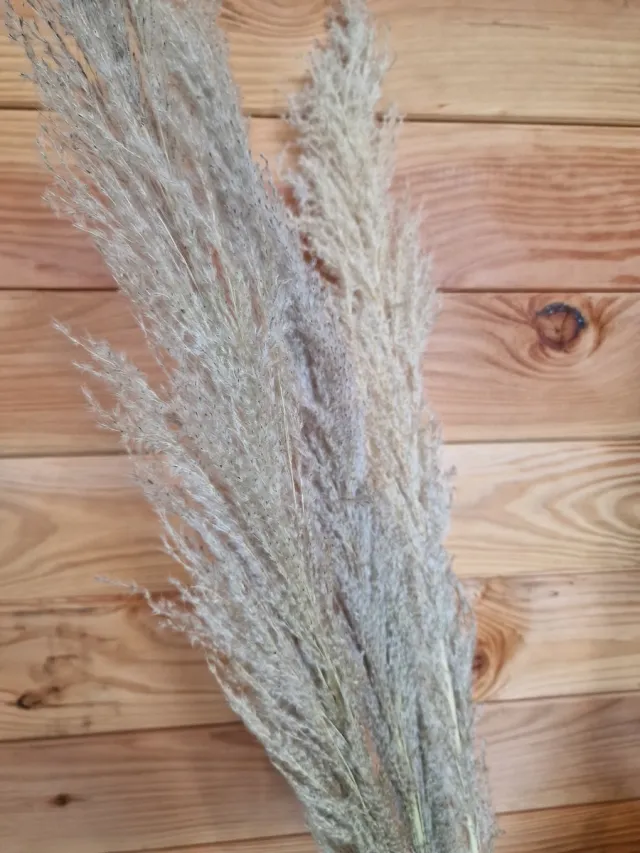 PTMD Bundel Pampas Gras crème - 115 cm - Pampasgras – Pampas Pluimen - Droog Boeket - Beige - Natural Koper