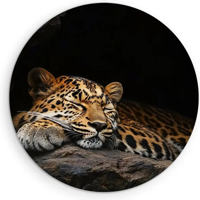 Saammp Forex Muurcirkel - Slapende Luipaard - Schattig - Natuur - Dieren - Ø 30 - Wandcirkel - Wanddecoratie Cirkel - Muurdecoratie Woonkamer - Slaapkamer decoratie - Rond Schilderij