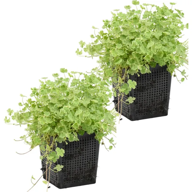Bloomique Set van 2 - Hydrocotyle Variegata - Bonte Waternavel - Vijverplanten - Waterplanten - Winterhard - Hoogte 10-20 cm - Pot 11 cm Groen