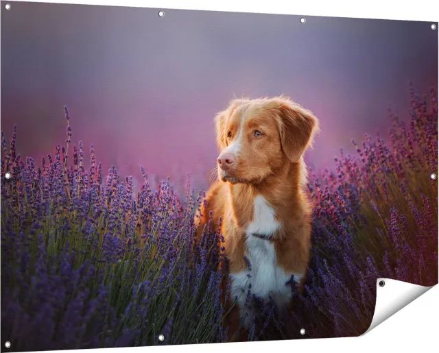 Gards Tuinposter Retriever Hond tussen de Lavendel Bloemen - 150x100 cm - Tuindoek - Tuindecoratie - Wanddecoratie buiten - Tuinschilderij Multikleur